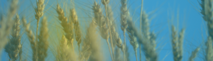 Das Bild zeigt die Ähre und Körner von Weizen. Das Foto scheint in Mitten eines Kornfeldes aufgenommen zu sein.