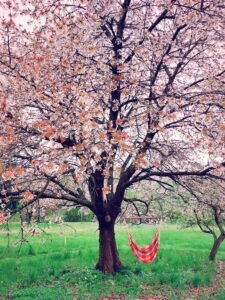 Kirschbaum mit rosa Kirschblüten im Frühling