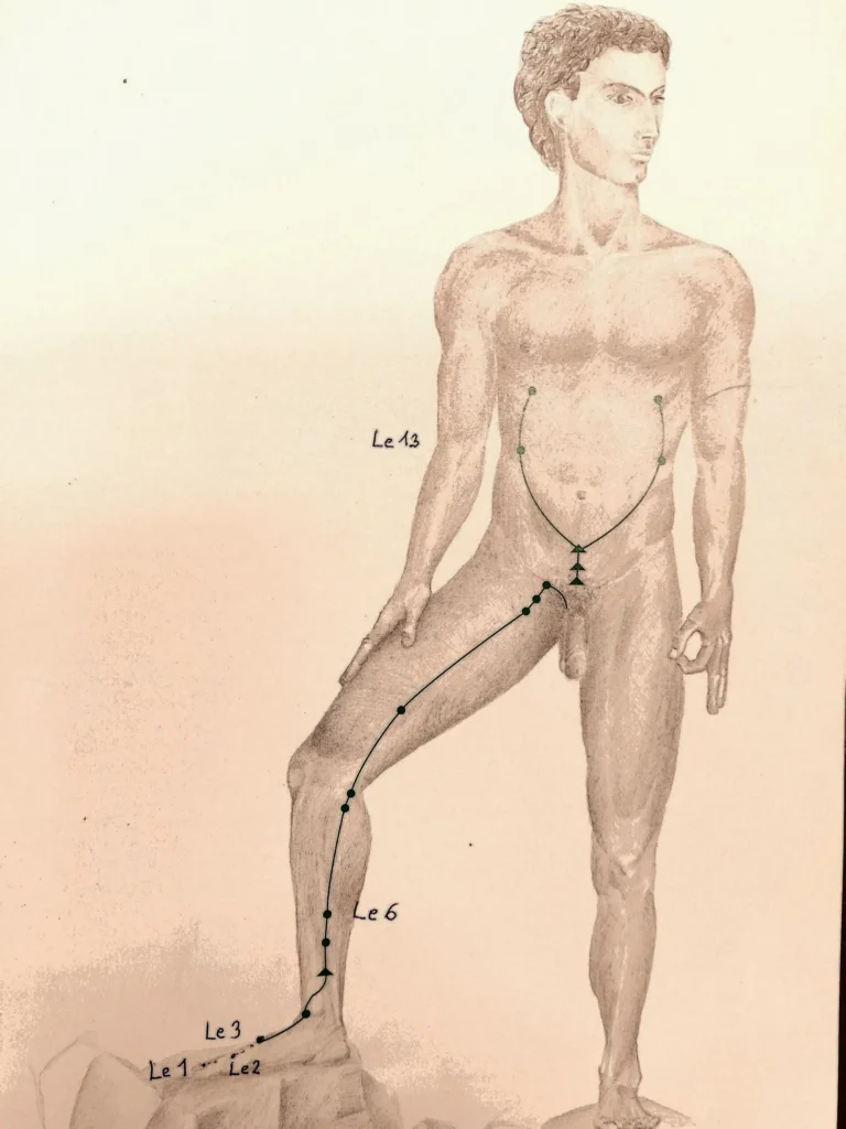 Darstellung Lebermeridian